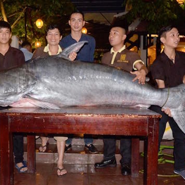 Con cá tra “khủng” này nặng hơn 200kg.