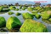 Đẹp mê hồn mùa rêu xanh mướt tại rạn Nam Ô Đà Nẵng