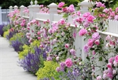Kỹ thuật trồng hoa hồng leo quanh nhà hoa nở quanh năm