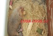 Dúi thịt tại Đà Nẵng - Chuyên cung cấp thịt dúi tại Đà Nẵng